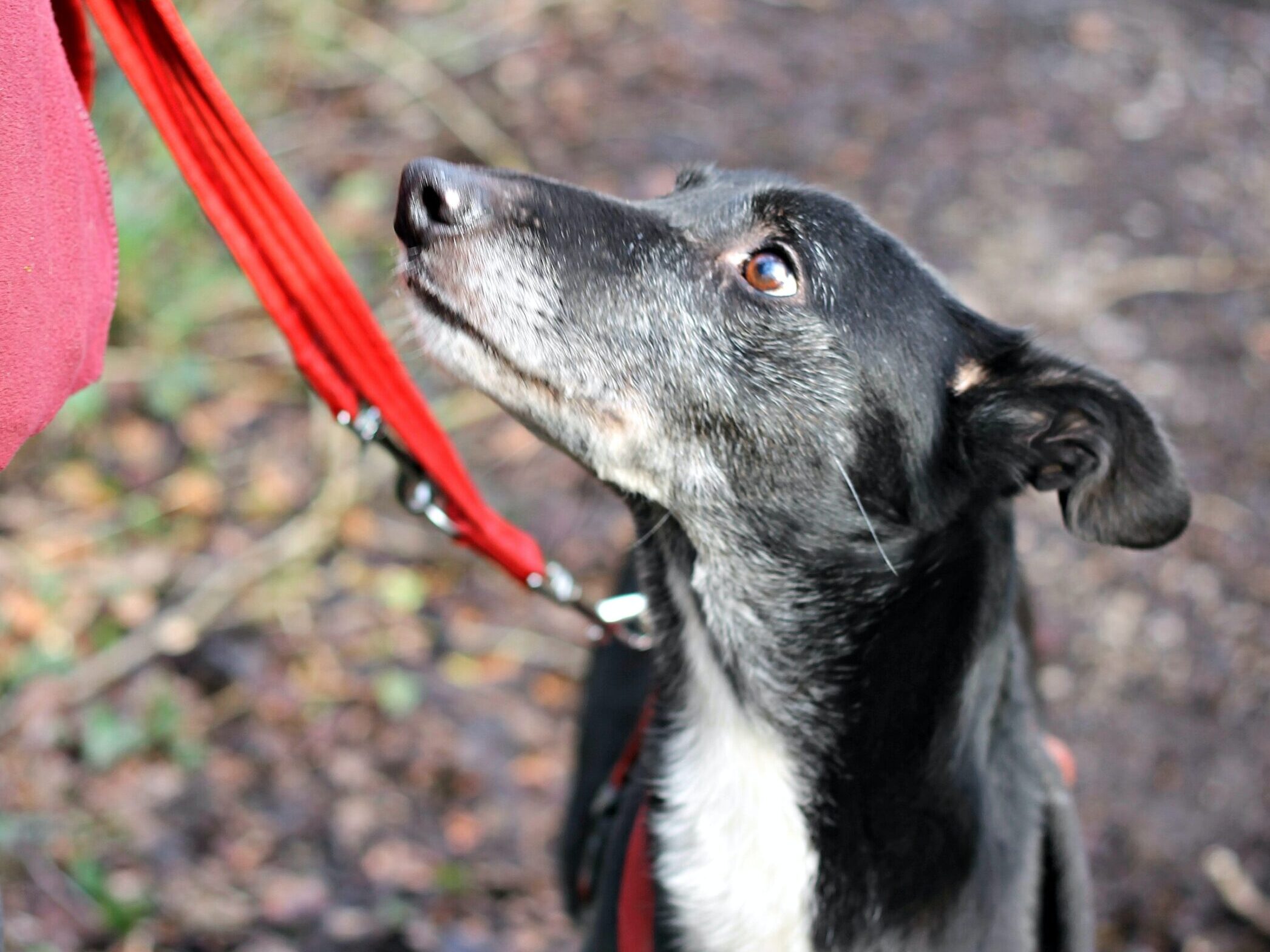 black and white short coat medium sized dog with red leash
