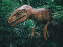 Mehmet Turgut Kirkgoz