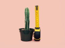 green cactus in back pot beside tape measure