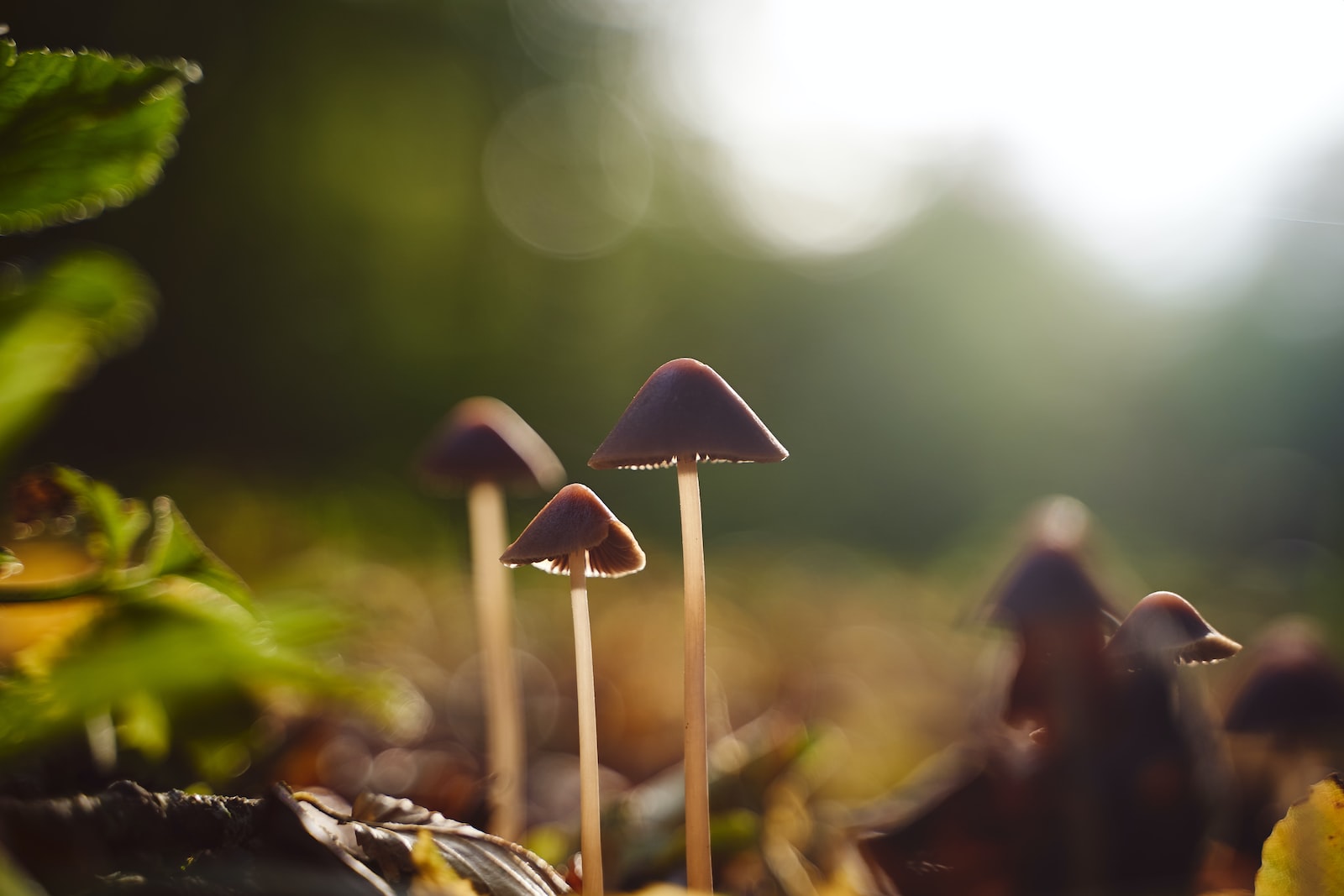 selective focus photography of black mushrooms