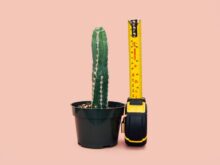 green cactus in back pot beside tape measure