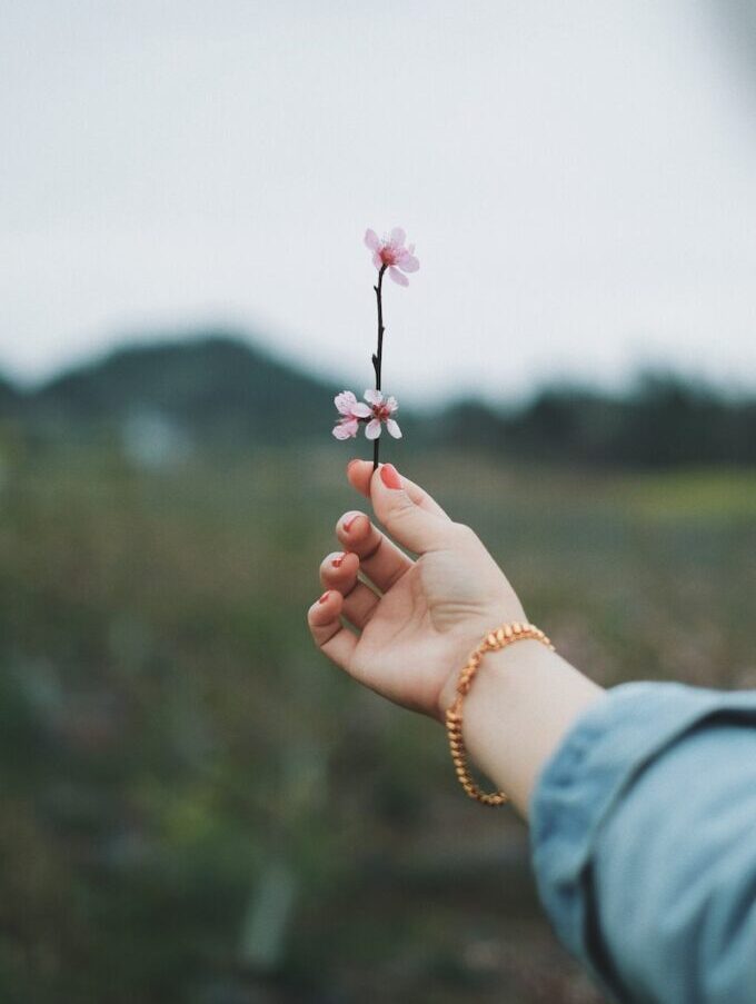 person holding pink petaled flower